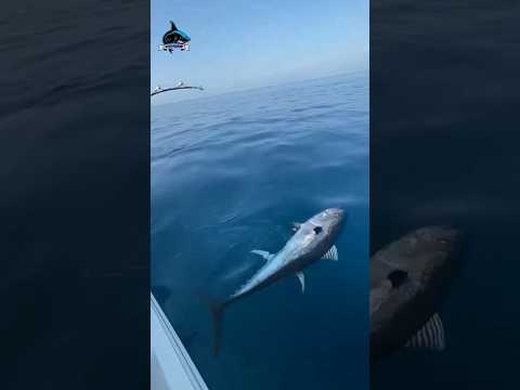 mata pancing, strike ikan tuna raksasa #fishing