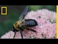 Understanding Harvest Stingers