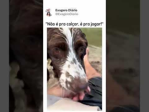 Dog quer Brincar