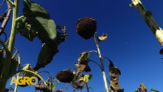 Con ambiente, tec. y precisión, el girasol supera los 3.000 kg por Ha en Balcarce (#1148 2025-08-09)