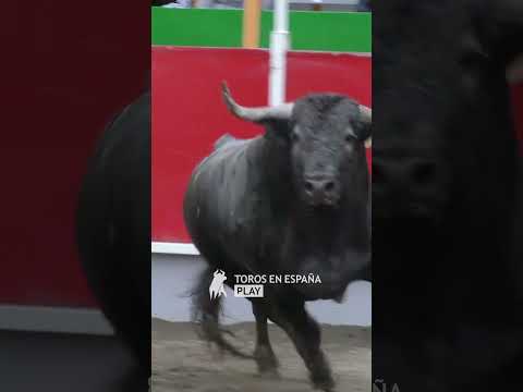 RECORTE LIBRE CON TOROS EN SARRIÓN