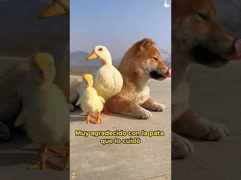 A bond that transcends species #animals #Friendship #Us