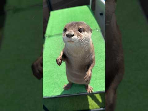Well-Behaved Otter Eating😳😳 #shorts #aty #otter #WaterSausage