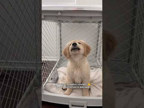 Deadliest Baby Shark attacks caught on video ⚠️ #shark #dogshorts #dogs #puppy #goldenretriever