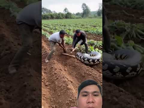 Cứu con chó từ trong miệng chăn #farming #dog #animals