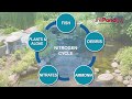 Pond Ecosystem Management Concepts
