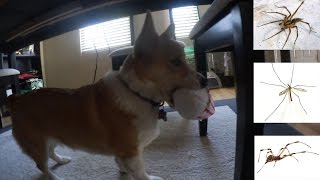 BarkBox UnBoxing and Let's Learn About Crane Flies + Spiders!