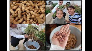 PANEN KACANG BATIK DI PRANCIS + RAYAIN ULTAH SUAMI