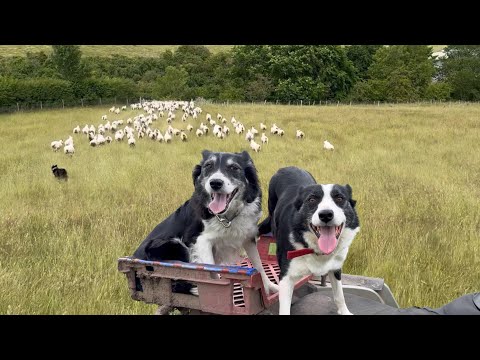 Two amazing dogs herding sheep