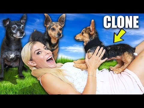 Making our Dogs Jealous with their Clones for 24 Hours!  PawZam Dog