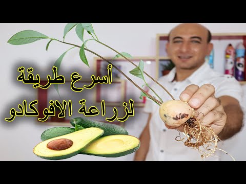 زراعة بذور الافوكادو في المنزل