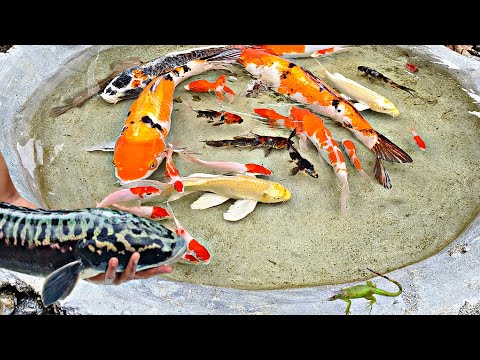 Finding large toman fish in the river, catfish, ornamental fish, koi fish, betta fish, pigeons