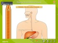 Digestive System Functions and Enzymes