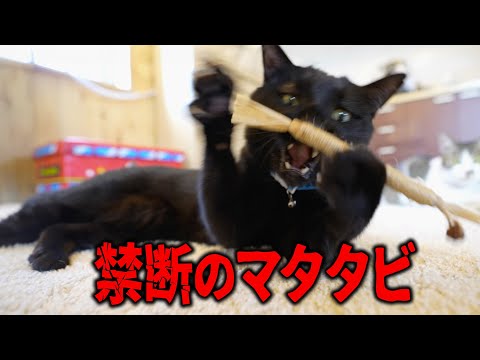 元野良猫に『マタタビ』をあげたら、野生化してしまった、、、