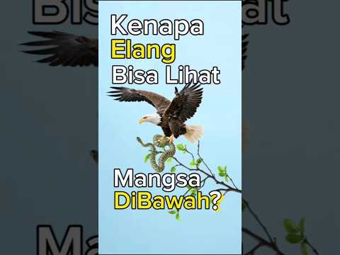 Kenapa Elang Bisa Tau Mangsanya Ada Dibawah?๐ค๐ฅ๐ฆ