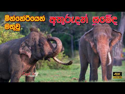 අතුරැදන් සුමේද තනි දළයෙන් මින්නේරියෙන් මතුවෙයි🐘🍀💕 tusker sumenda back to minneriya  #sumeda