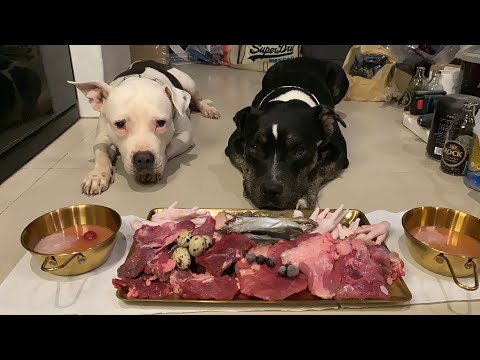 O&n The Pit Bulls eat 🐟🐂🥩🐓🥚RAW FOOD combo [ASMR] MUKBANG อาหารสุนัขที่ดีที่สุด EP.084 of 2024