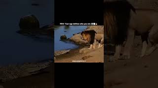 Ego 💀📈 #subscribe #wildlife #animalshorts #dontmiss #trending #viral #animalshortstory #animals