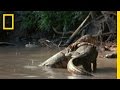 Monitor Lizard Behavior and Reproduction