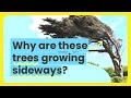 Tree Growth and Environmental Factors