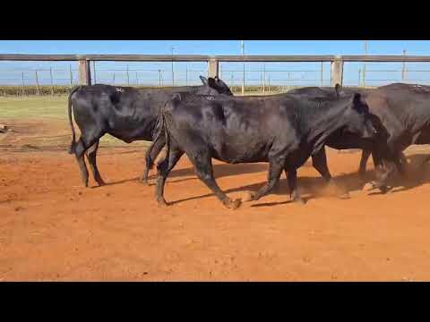 LOTE 36
