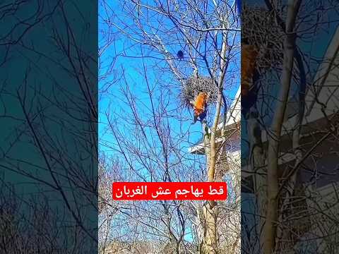 قط يسرق فراخ الغربان #قطط #قطط_مضحك #السعودية #مصر #العراق