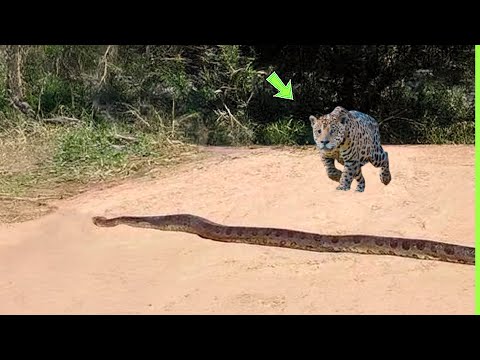 A SUCURI PAGOU UM PREÇO ALTO QUANDO ENCONTROU A ONÇA