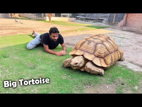 ||SURPRISE|| Hum Ny Big Tortoise Le Lia😍
