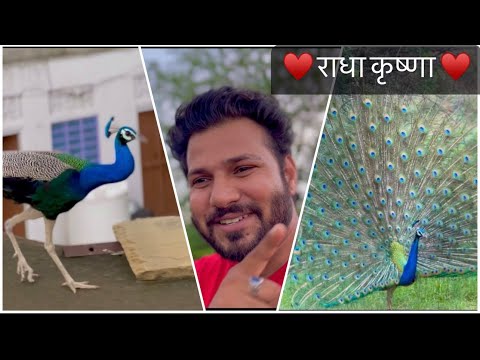 Mor 🦚 Dance 🦚 || Actor Sam Singh ||