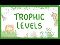 Exploring Trophic Levels: Producers to Consumers