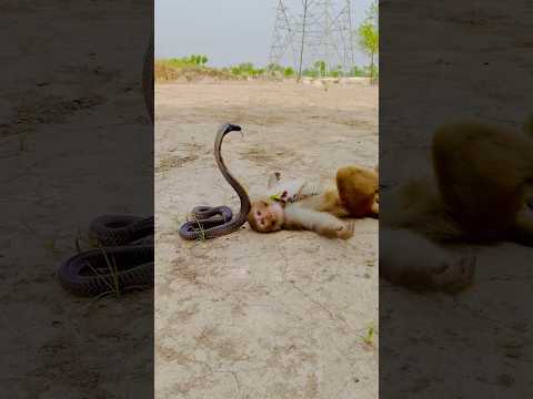 Wao monkey with cobra naag#shortsfeed #monkey