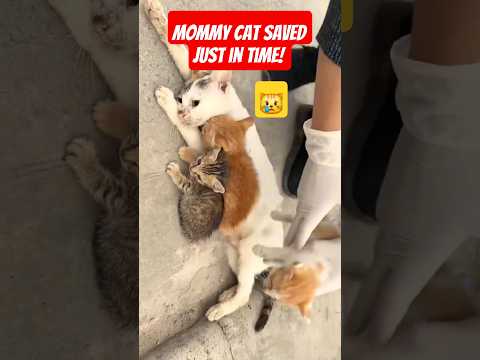 🔥🫵🏽Act of Kindness: Mommy Cat Saved just in time💪🏽🙀 #animals #cat #shorts