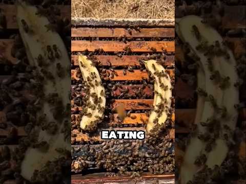 why the Chinese feed bananas to bees ? #shortvideo #shorts #viralvideo