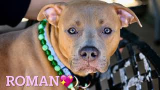 ROMAN 258208/LITTLE SHY/ADOPTABLE DOG/NYCACC/SIACC