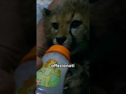 Trova un cucciolo di ghepardo e alla fine...🥹❤️