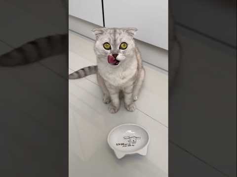 When Chinki drove her mistress crazy by wearing glasses #youtubeshorts #viralshort