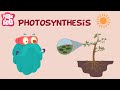 Exploring the Process of Photosynthesis