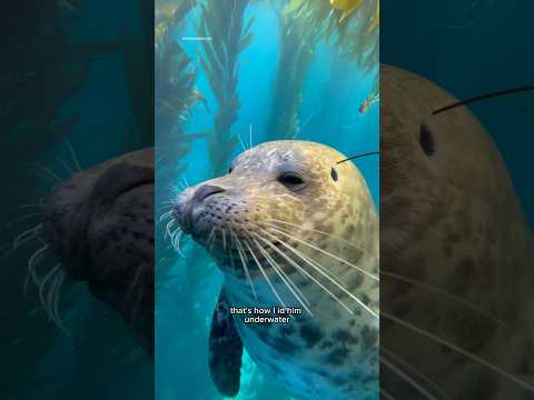 Sealvester! #seal #seals