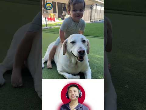 dogs and baby 赤ちゃんと犬 #元気になる動画 #かわいいワンちゃん #love #dog #赤ちゃん #大型犬のいる生活 #cute #funny #pets #emotional
