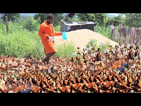 Simplest Free Range Chicken Farming : Huge Profit