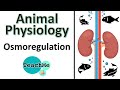 Osmoregulation and Water Balance Concepts