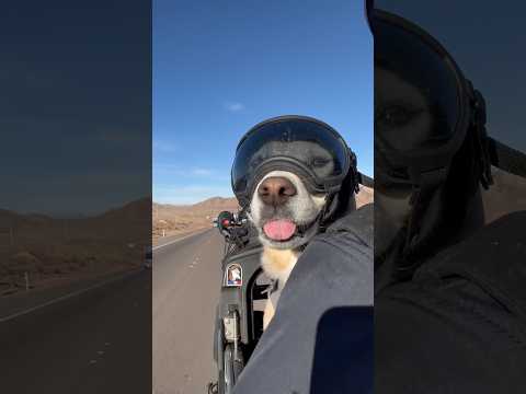 Toby getting rowdy! 🤙🏻 #pearl_glide #harleydavidson #rowdyhound