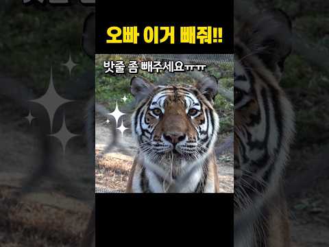 오↗빠↘ 이거↗ 껴써!!