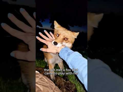 The fox that refused to give up its freedom still craved human companionship.#shorts #animals #fox