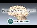 Brain Structure and Function Assessment