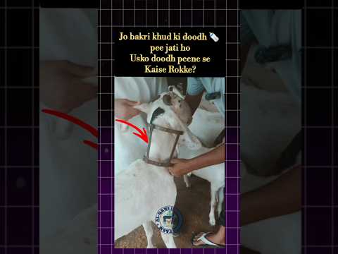 Desi Jugaad | Goat drinking own / self milk #bakri #goat#goatfarming#bakripalan #jugaad #shorts