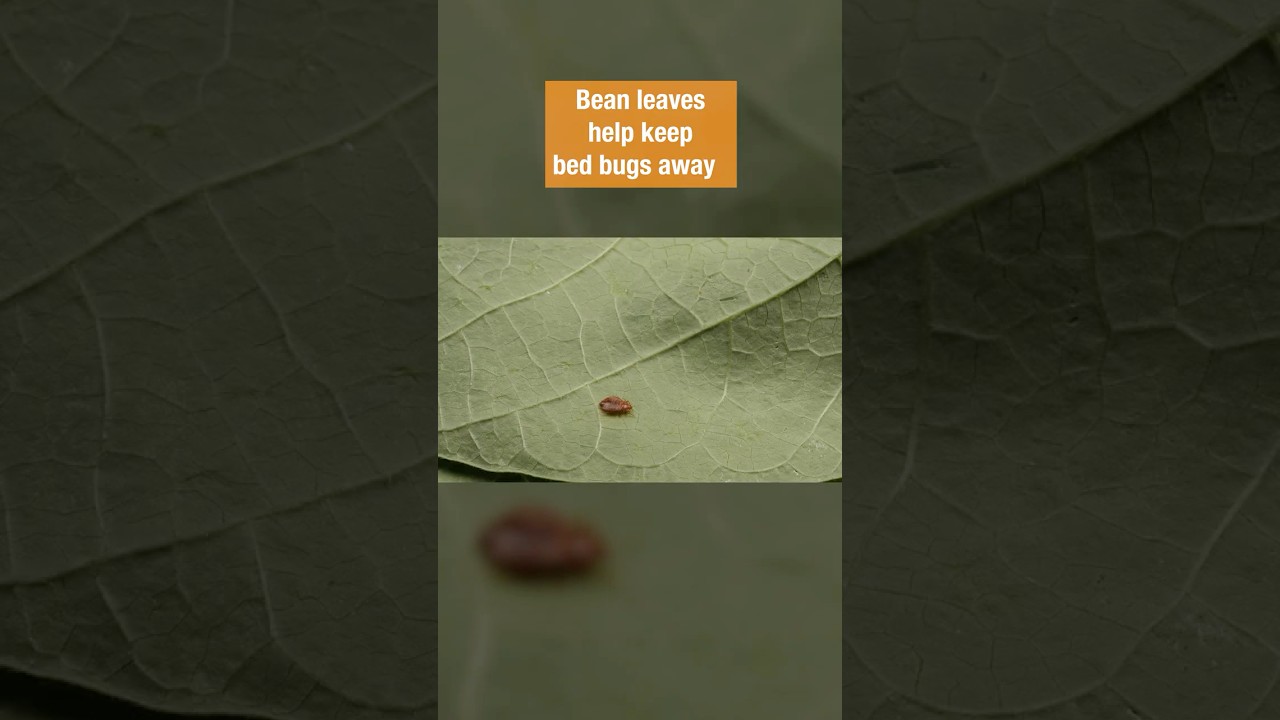 Buh-Bye, Bed Bugs - #DeepLook #Shorts