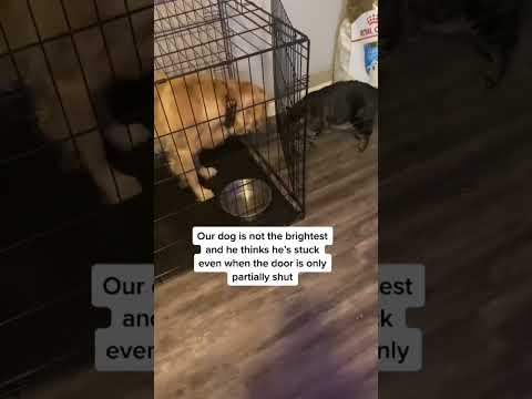 Milo the master manipulator