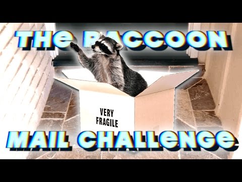 THE RACCOON MAIL CHALLENGE