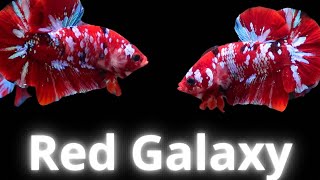 Video Koi Red Galaxy | Video Koi Red Galaxy Mới | Betta Sales